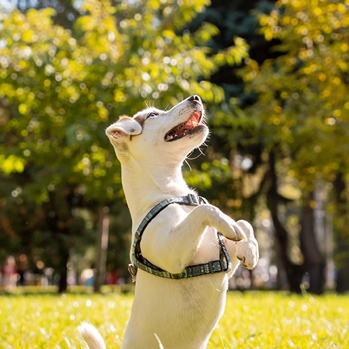 PET PARK